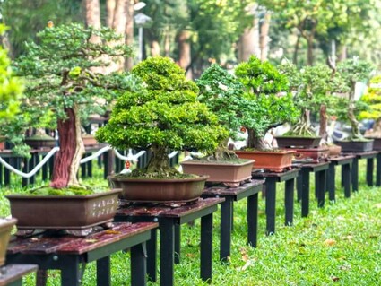 Small Start & Big 'Zen': Bonsai Gardening for Everyone - The Record  Newspapers