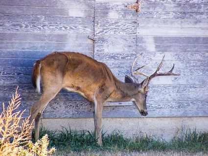 Restrictions on the movement of deer and elk
